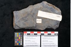 Foto (Objekt + Etikett) von Knightiophyllum primaevum Ettingshausen (NHMW-GEO-2024-0188-10242b)